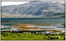 امامزاده
